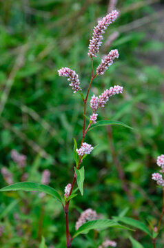 Beautiful branch with pink flowers. Persicaria or polygonum hydropiper on green blurred background