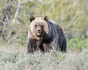 Obraz na płótnie Canvas Grizzly, Grand Teton National Park, Wyoming, USA