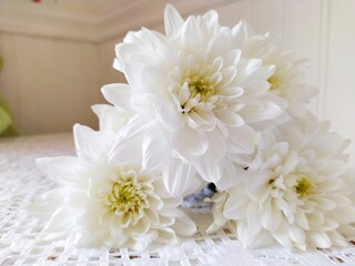 A bouquet of fresh white chrysanthemums on a white lace tablecloth near the window