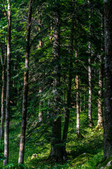 Fototapeta premium Bosco 