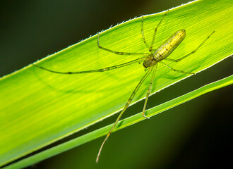Beautiful macro photography of live insects