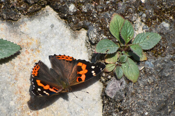 butterfly on leaf