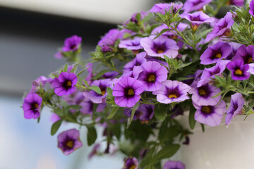 Beautiful purple petunia flowers in a closeup with soft bokeh background. Lovely summertime flowers.