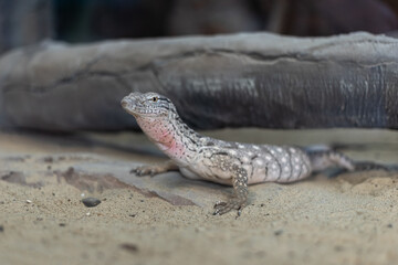 Grey monitor lizard on the sand, selective focus.