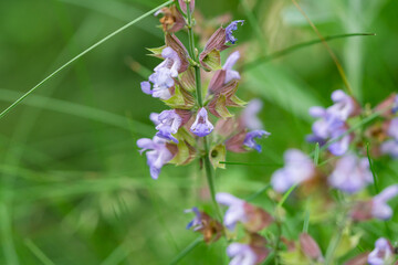 Sage Flowers in Bloom in Springtime