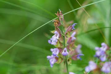 Sage Flowers in Bloom in Springtime