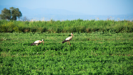 Obraz na płótnie Canvas Stork in the field