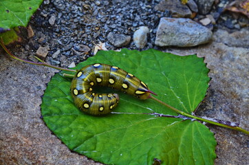 Low angle side view of spurge hawk-moth caterpillar (Hyles euphorbiae)