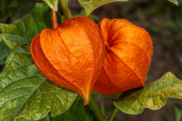 Fruits of Chinese Lantern (Physalis alkekengi) Plant
