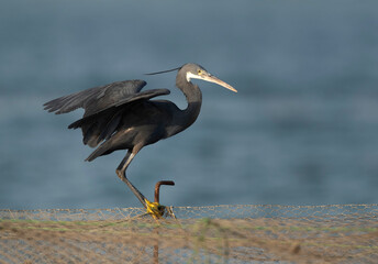 Western reef heron perched on fishing net at Busaiteen coast, Bahrain
