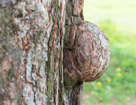 Large Burl On A Tree Trunk