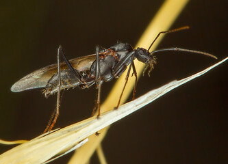 Beautiful macro photography