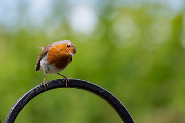 Robin, Erithacus rubecula, with white grub in beak perched on a metal bird feeder frame