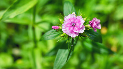 Bright pink flower of Turkish carnation in the garden.