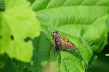 Silver Spotted Skipper Butterfly in Springtime