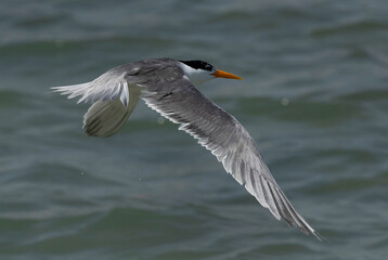 Closeup of a Lesser Crested Tern in flight at Busaiteen coast, Bahrain