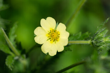 Sulphur Cinquefoil Flower in Springtime