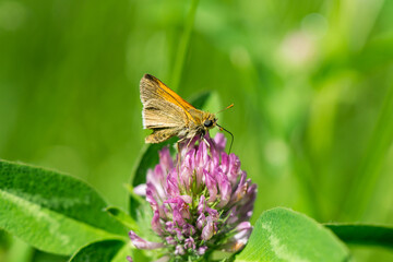 Tawny Edged Skipper Feeding on Red Clover Flowers