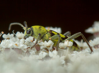 Beautiful macro photography