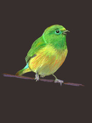 YELLOW EXOTIC BIRD HANDDRAW PASTEL