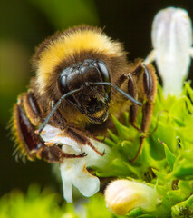 Beautiful macro photography of live insects
