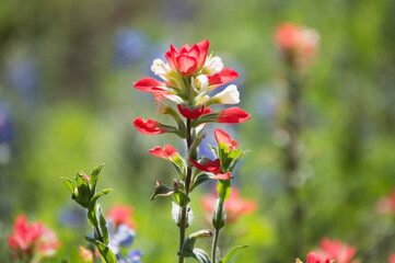 Indian paint brush flower