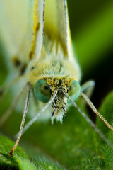 Beautiful colorful macro photography