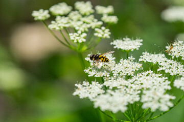 Obraz premium Transverse Flower Fly on Ground Elder Flowers