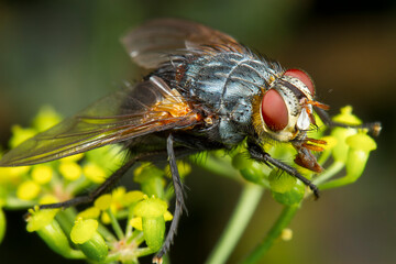 Beautiful colorful macro photography