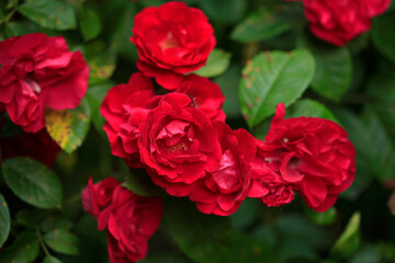 Red roses on green tree