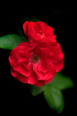 Naklejka premium Red roses on green tree