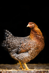 Bielefelder hen in nature background