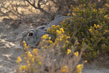 Desert hare hiding in the mid of desert plant at Bahrain