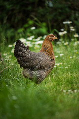 Bielefelder hen in nature background