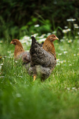 Bielefelder hen in nature background