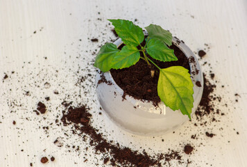 young plant in a glass, seedlings
young sprout in a gray flower pot