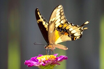 Giant swallowtail butterfly on flower