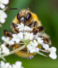 Beautiful colorful macro photography