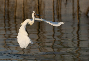 Western reef heron white morphed fishing at Busaiteen coast, Bahrain