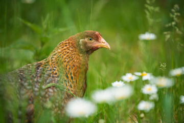 Bielefelder hen in nature background