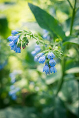 blue and pink flowers in the garden