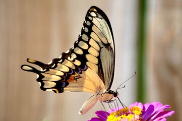 Giant swallowtail butterfly on flower © jlmcanally