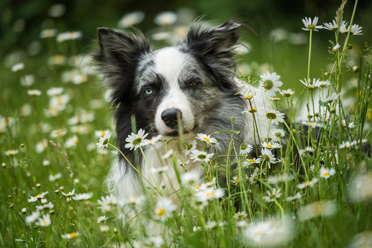 Border collie dog lying in a daisy flower meadow