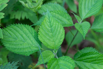 Wood Nettle Leaves in Springtime
