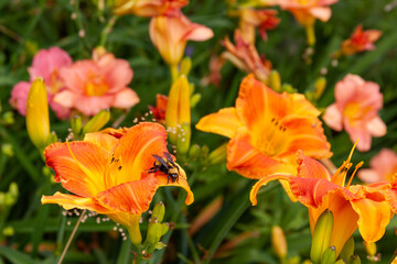 orange daylilies