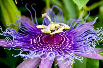 macro of a purple passionflower