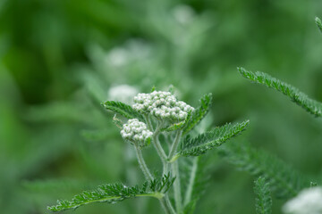Yarrow Flower Buds in Springtime