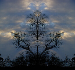 Fototapeta na wymiar Surreal trees at the dusk