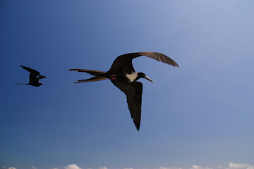 Fototapeta na wymiar birds in flight with blue sky