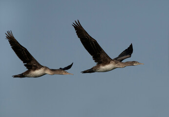 A pair of Socotra cormorants flying at Busaiteen coast, Bahrain